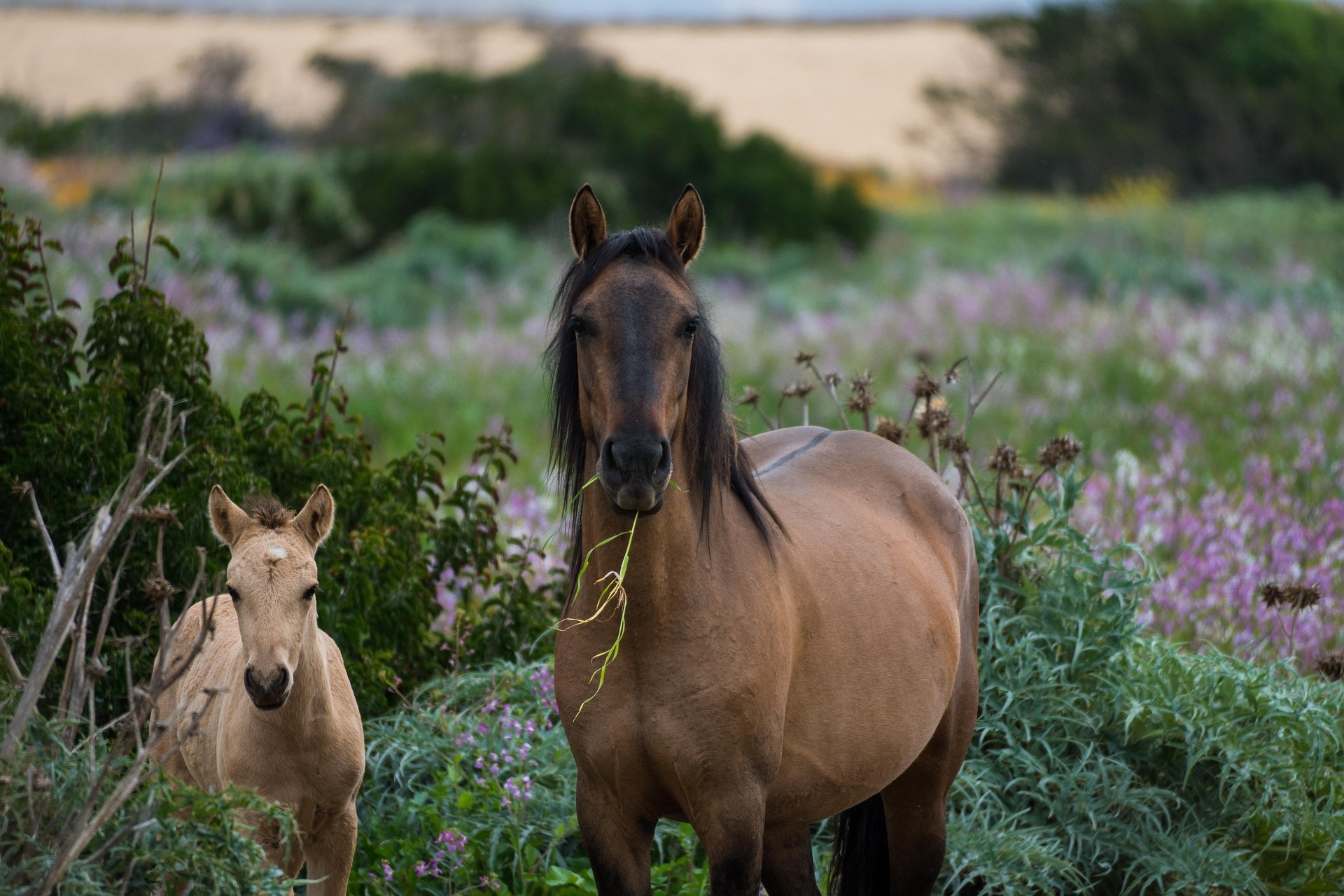 Horses